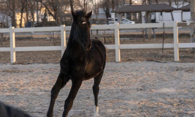 Kina klonon kalin “perfekt”/ Vendi aziatik shpreson të nxisë industrinë dhe sportet