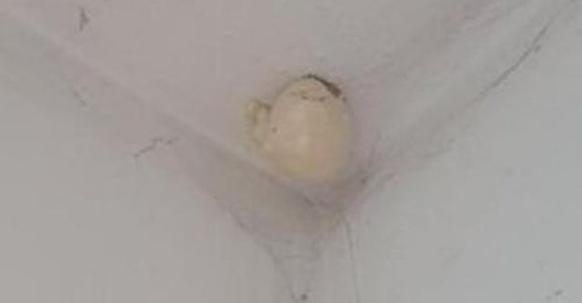 Gruaja gjen një ‘vezë’ misterioze në tavanin e shtëpisë, i vjen paralajmërimi i frikshëm: Mos e prek, ja çfarë mund të ketë brenda saj