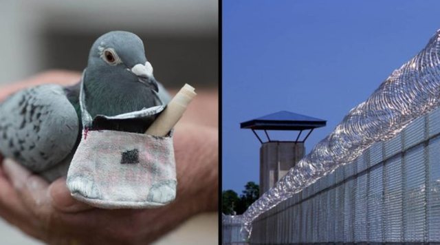 Pëllumbi ‘korrier’ kapet duke futur drogë në oborrin e burgut