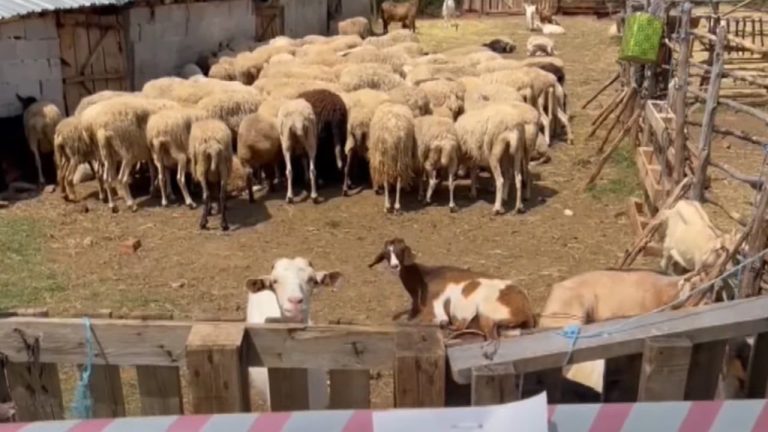 Murtaja Zbret Në Devoll: Zona Në Karantinë, Fermerët Humbasin Tufat