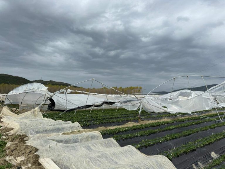 Stuhia Shkakton Dëme Të Rënda: 1.2 Hektarë Serra Me Luleshtrydhe Shkatërrohen Në Fier