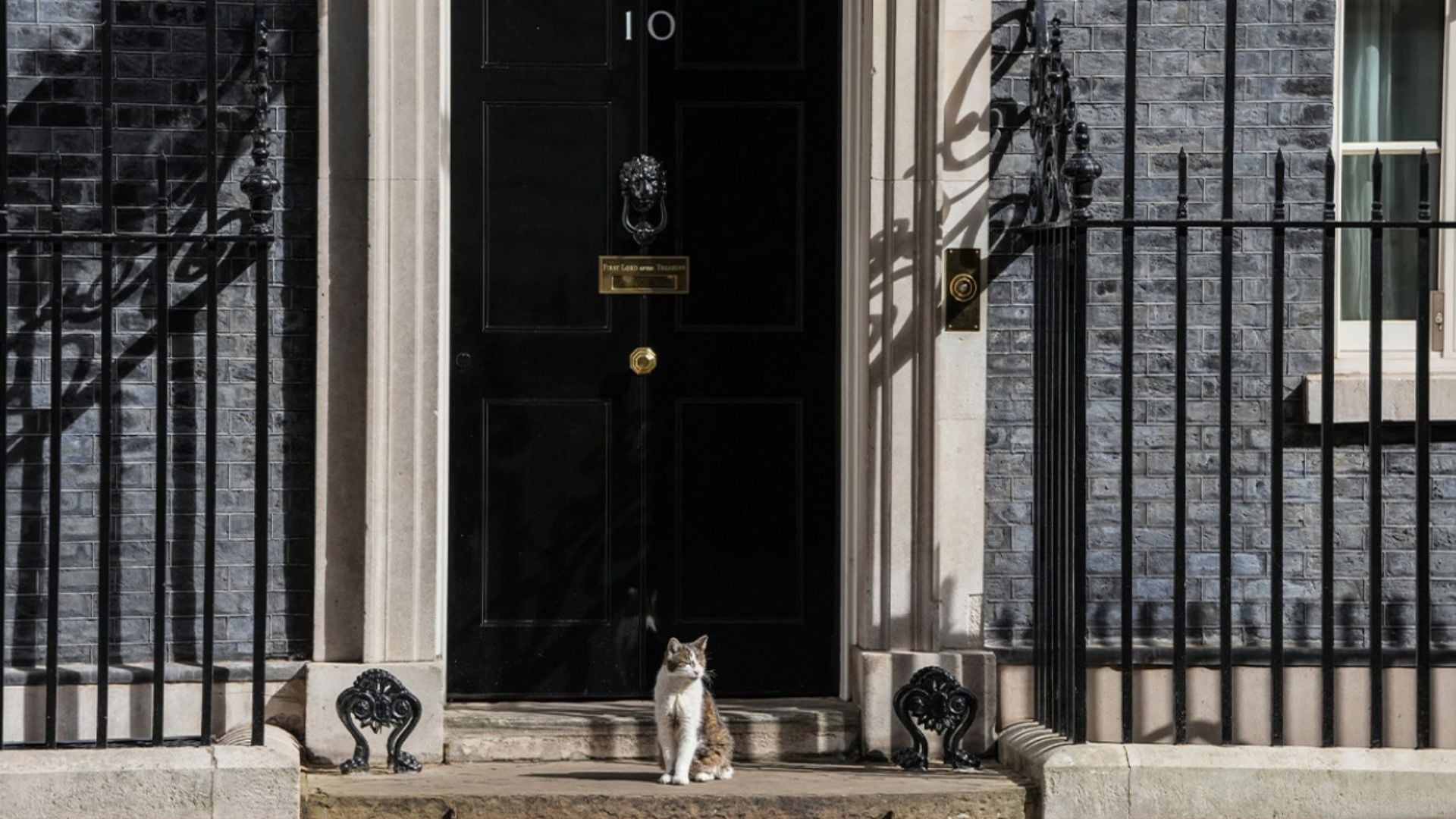 Larry i Downing Street sfidon rotacionin politik: macja që ka parë gjashtë kryeministra