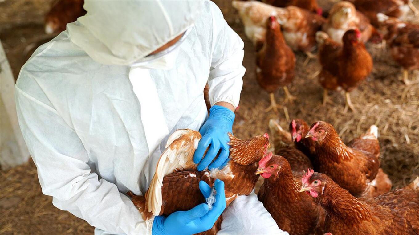 Australia konfirmon rastin e parë me H5N1, rriten masat pas alarmit për gripin e shpendëve