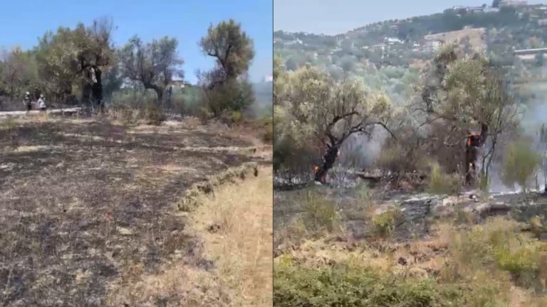Zjarr në Trevllazër të Novoselës, flakët përpijnë ullinj shekullorë dhe vështirësojnë ndërhyrjen