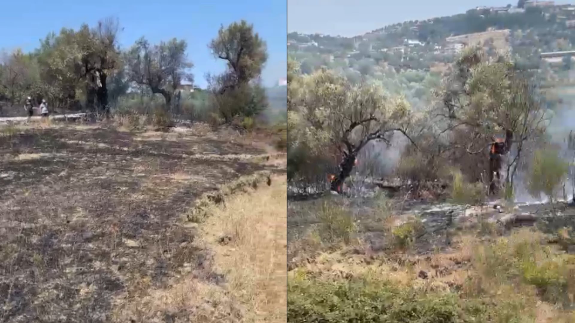 Zjarr në Trevllazër të Novoselës, flakët përpijnë ullinj shekullorë dhe vështirësojnë ndërhyrjen