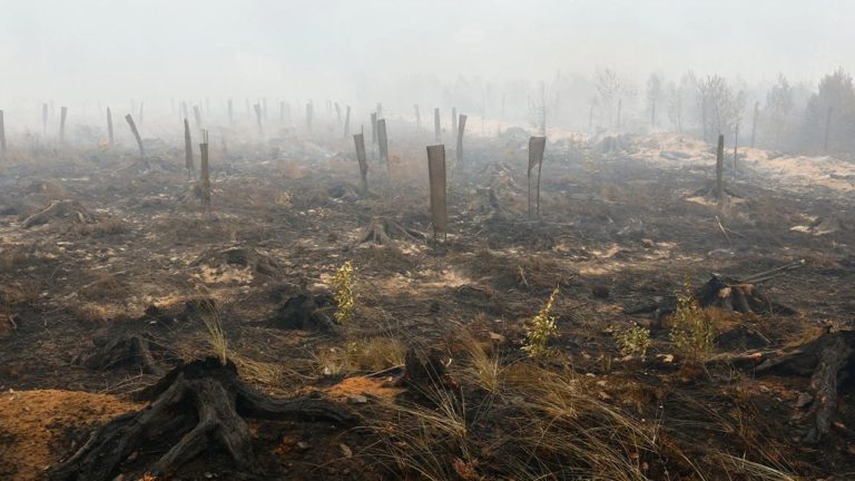 Zjarret në Belgjikë kërcënojnë Gjermaninë, thirrje për evakuim pranë kufirit