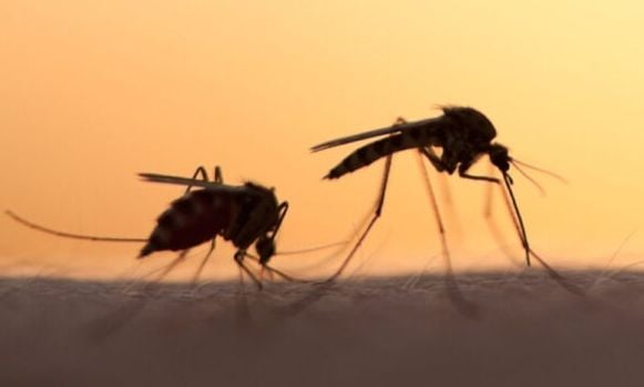 Greqi, rriten rastet me virusin e Nilit Perëndimor: 47 infeksione të reja dhe 4 viktima në një javë