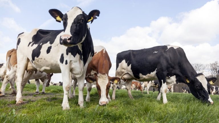Rikthehet “sëmundja e lopës së çmendur” në Skoci, konfirmohet rast i BSE në fermë