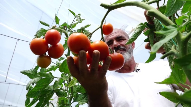 Importet ushqimore rriten me 69 mijë tonë, ndërsa bujqësia vendase humb terren