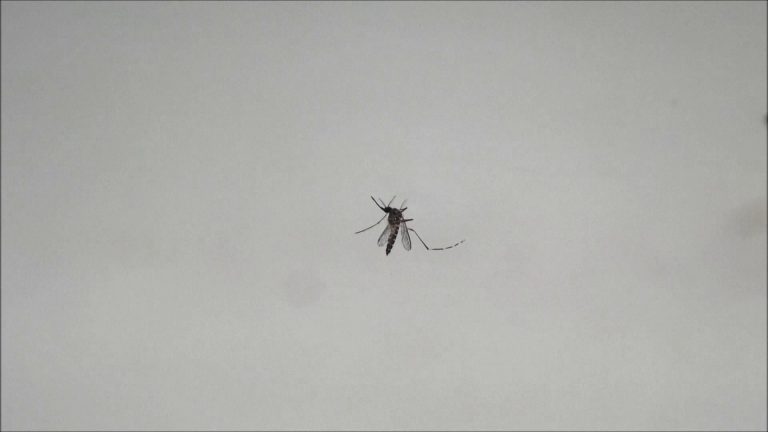 Rasti i parë me ethet e Nilit në Korçë, ISHP nis hetimin për mushkonjat përhapëse
