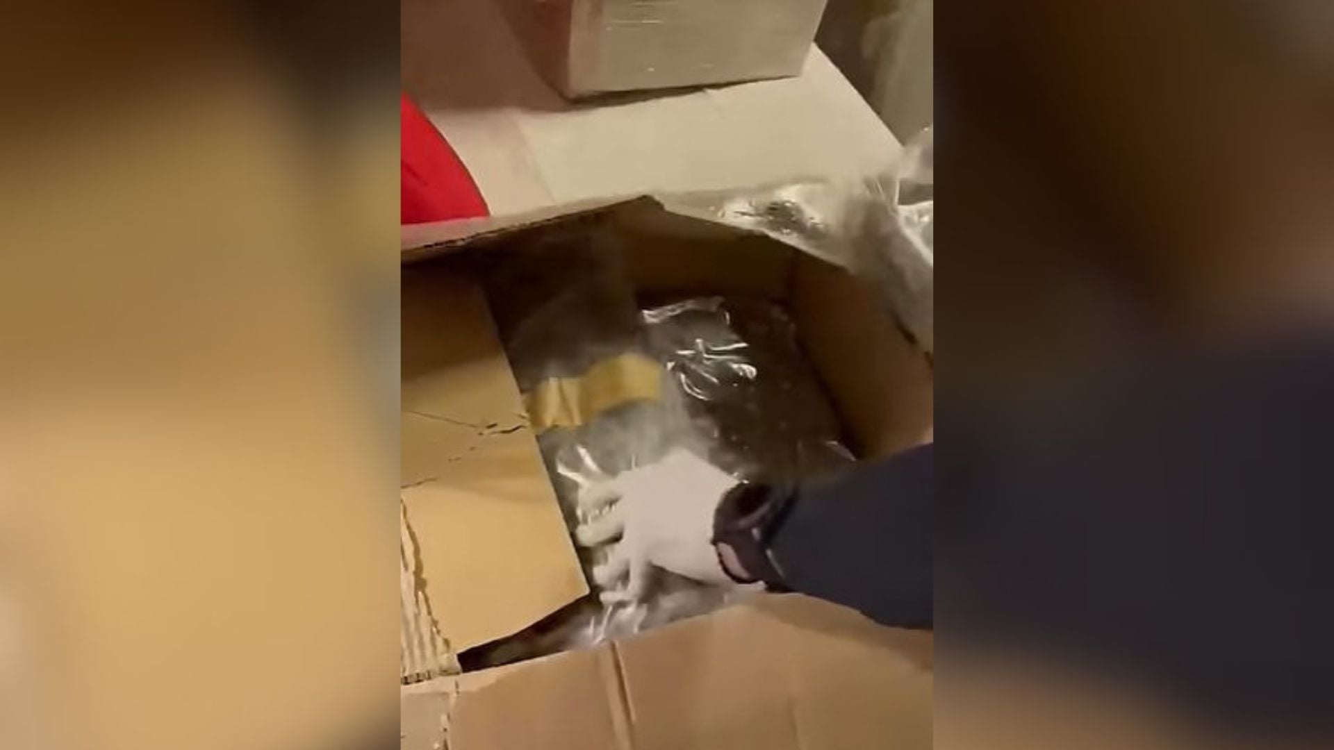 Athinë, tre të arrestuar pas sekuestrimit të 35 kg kokainë dhe mbi 256 kg marijuanë