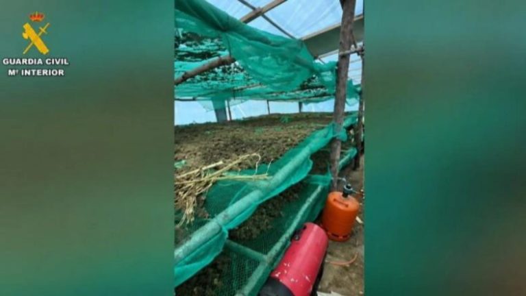 Katër shqiptarë arrestohen në Spanjë për kanabis, sekuestrohen 220 kg marijuanë