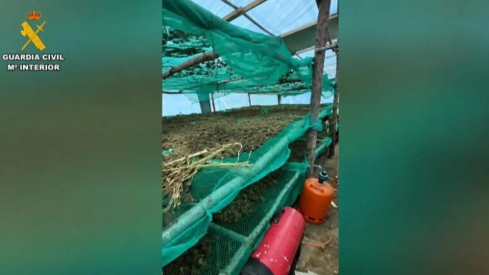 Katër shqiptarë arrestohen në Spanjë për kanabis, sekuestrohen 220 kg marijuanë